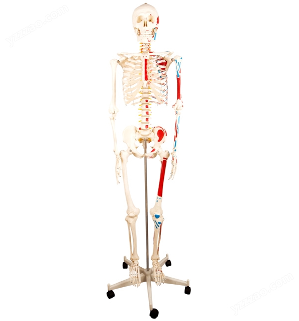 人体骨骼附半边肌肉着色模型170cm