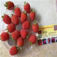 欢乐果园 直销供应红树莓苗 覆盆子鲜果 现货供应