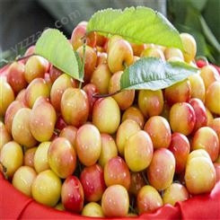 欢乐果园 黄蜜樱桃出售 樱桃  多种规格