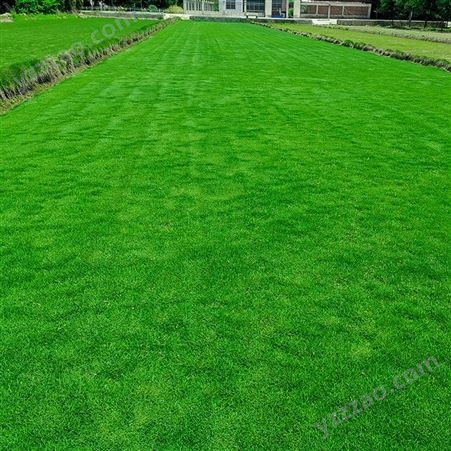 真草皮草坪带泥土地毯草中国台湾草别墅庭院花园带土绿化马尼拉草坪