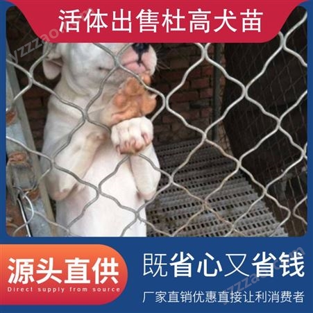 活体出售杜高犬苗 体高55cm 公母均有 数量888 毛色白色