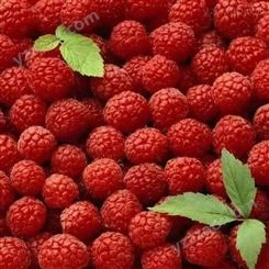 树莓种植效益分析 种植前景 发展优势 市场定位